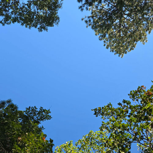 View straight up at the blue sky framed by green pine and oak trees
