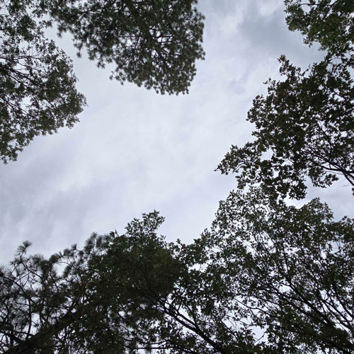 View straight up at a gloomy cloudy sky framed by dark pine and oak trees