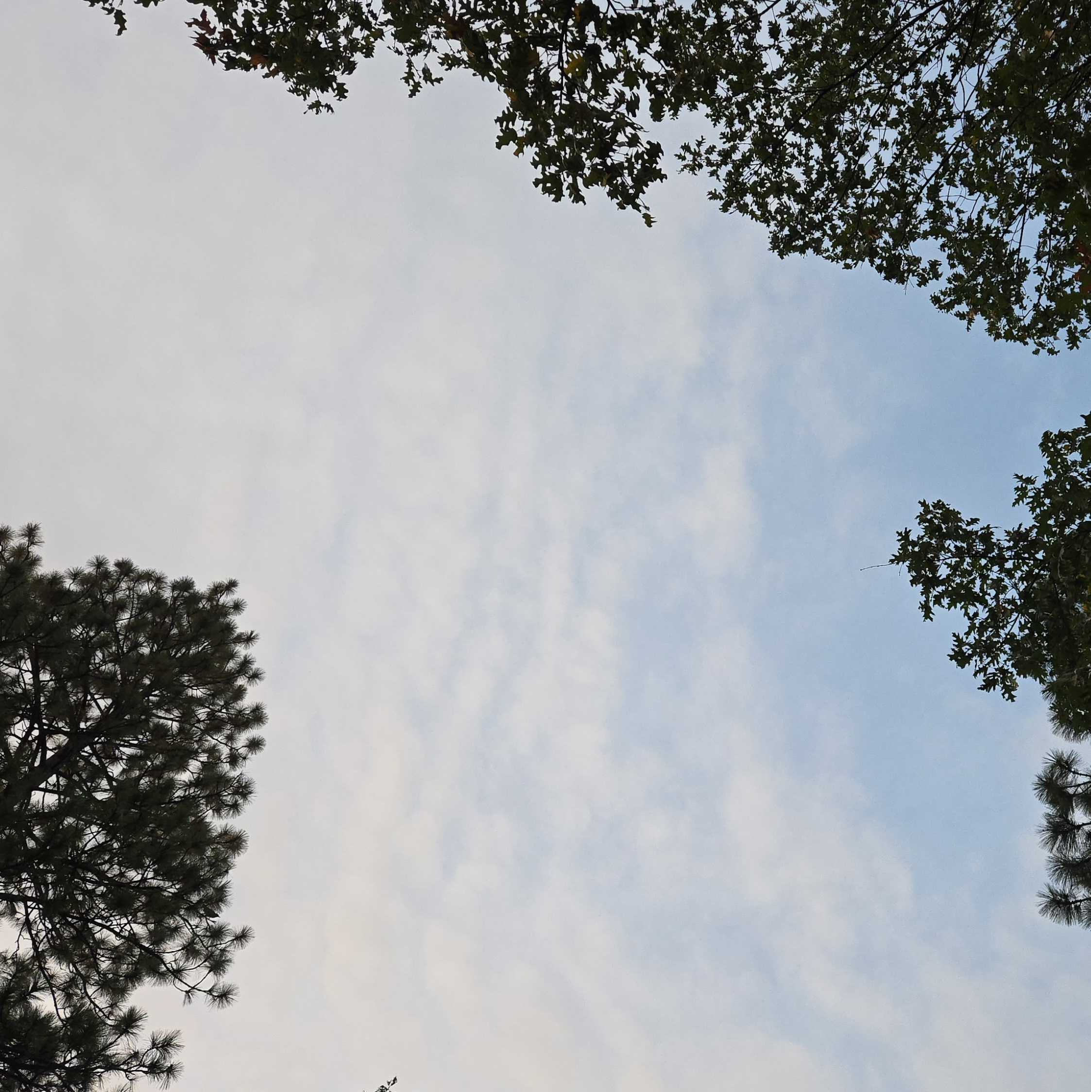 View straight up at a mostly cloudy sky. Ponderosa Pines and Black Oaks frame the view.