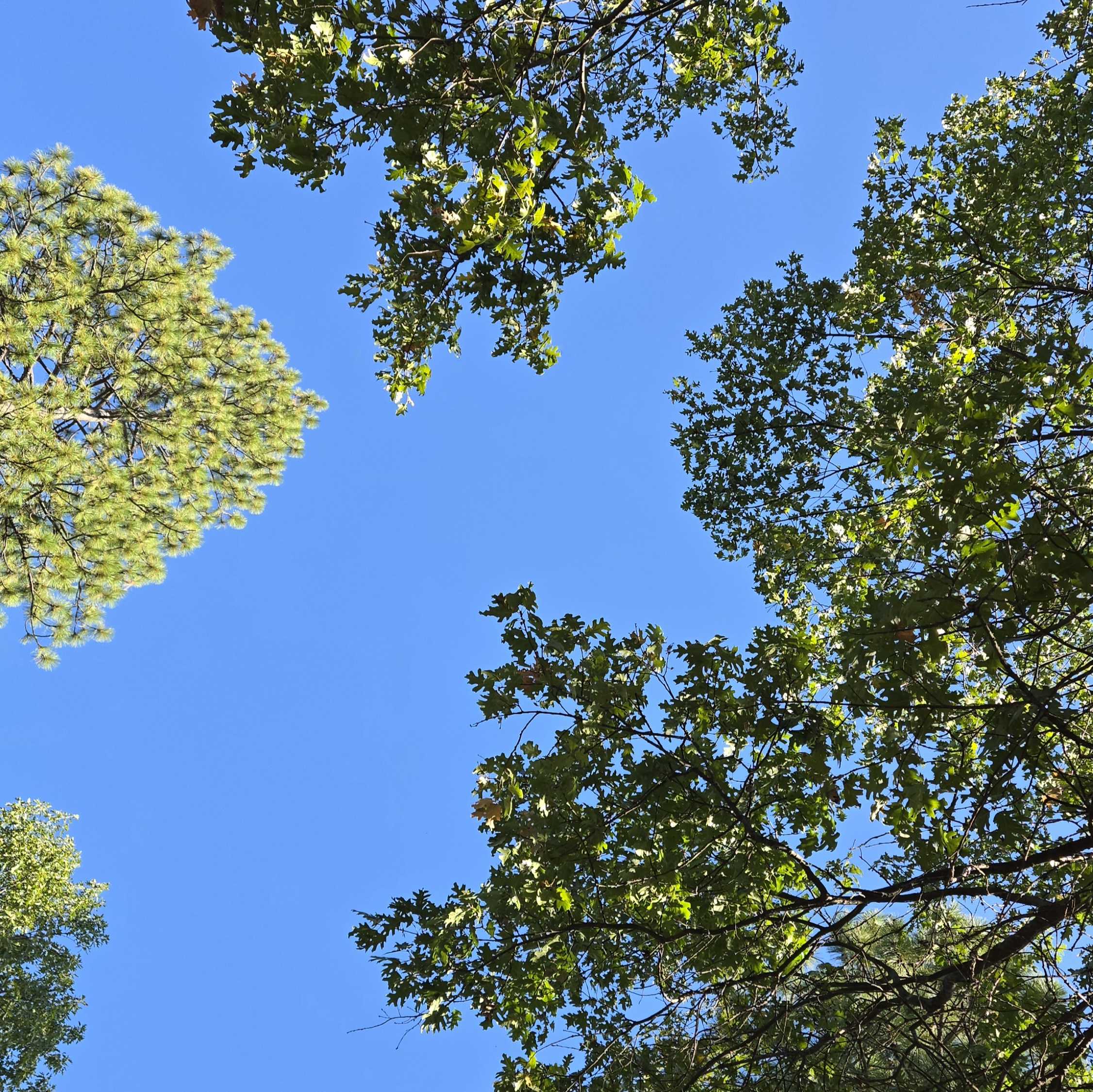 View of blue sky looking straight up. Oaks and pines frame the view.