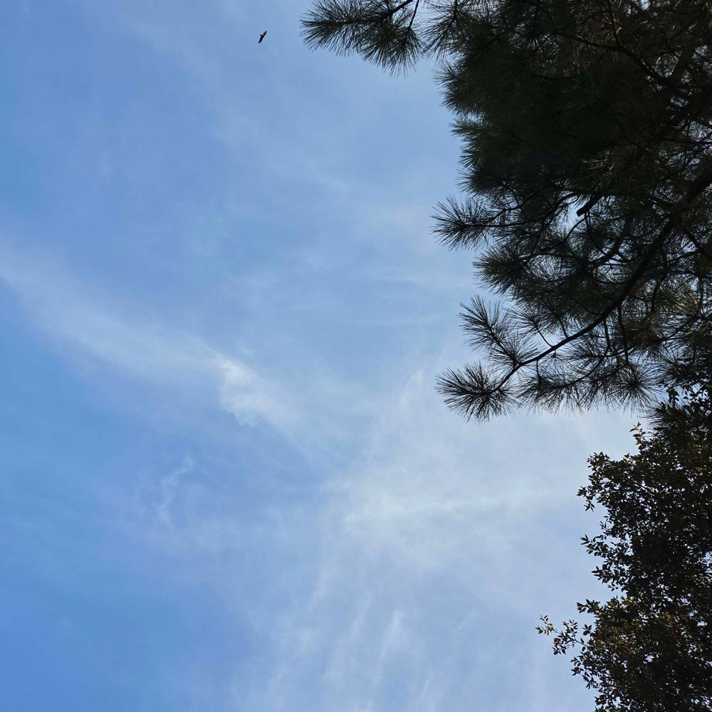 Hazy sky with a turkey vulture floating way up high