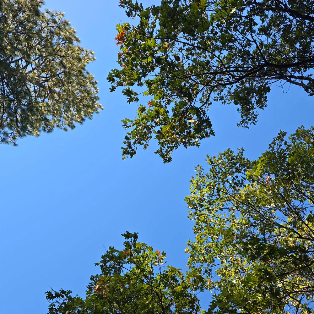 clear blue sky above ponderosa and black oaks.
