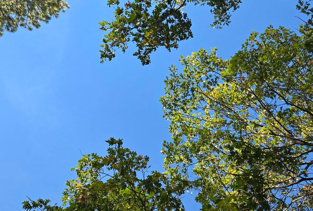 Sky Sep 09 2026
