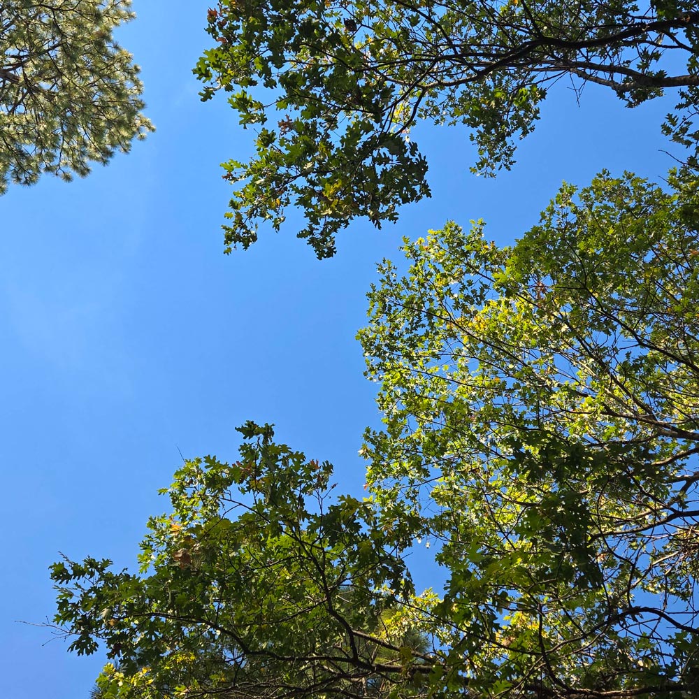 clear blue sky through black oaks and a ponderosa pine