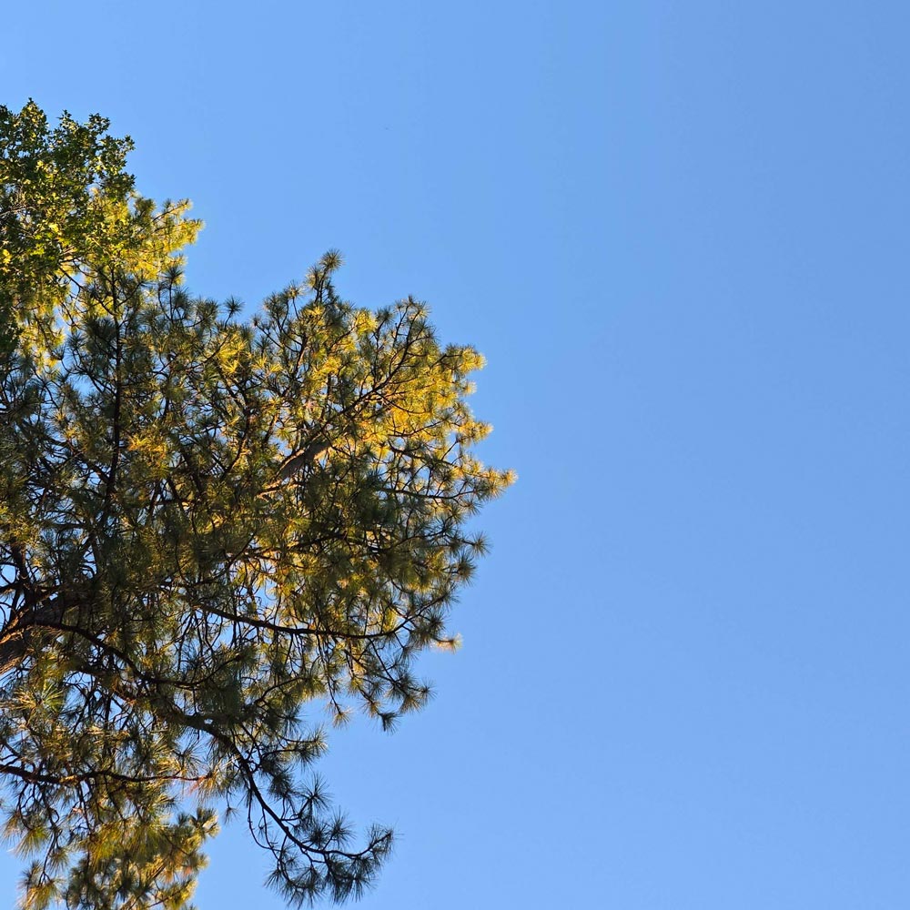 clear blue sky above a ponderosa pine